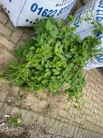 Photo of free Large hop plant (Tonbridge) #2
