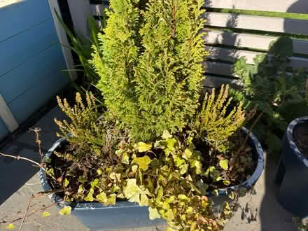 Photo of free 3 bridge planters (Balgreen EH12) #3