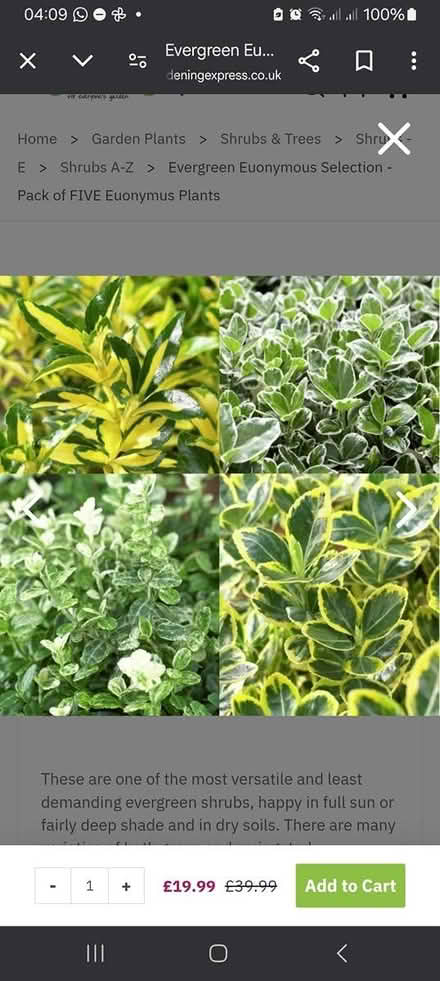 Photo of Evergreen Shrubs (Worksop) #1
