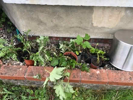 Photo of free Garden plants (NR2) #1