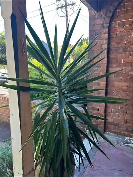 Photo of free Fire Plant - large (Ashfield) #3