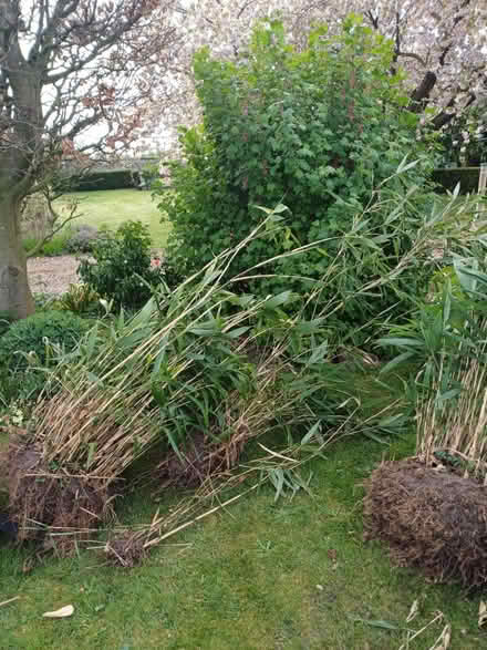 Photo of free Bamboo plants (North Elmham NR20 5EU) #2