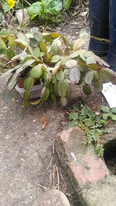 Photo of free Easter Cacti (CT6) #1
