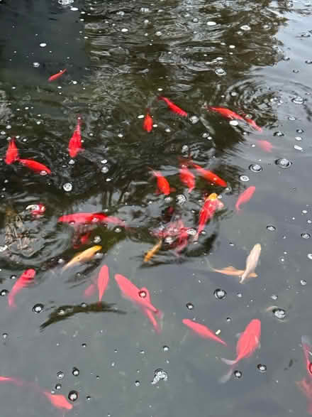 Photo of free goldfish (RH12) #1