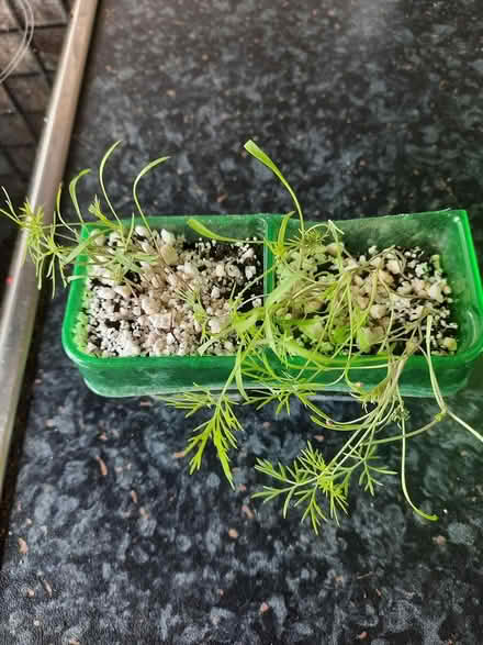 Photo of free Two pots seedlings Herb Dill (Morden SM4) #1