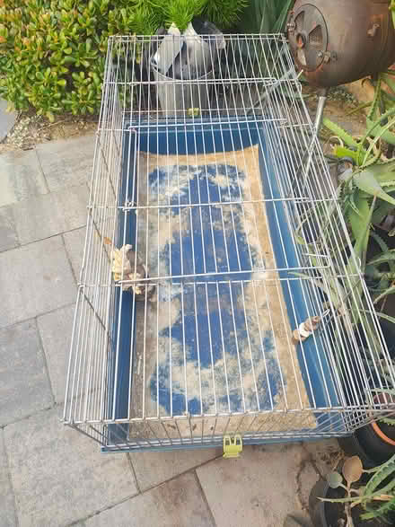 Photo of free Guinea Pig Cage (North Fremantle) #3