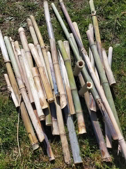 Photo of free Large bamboo off cuts...bug hotel? (Little Wenlock TF6) #1