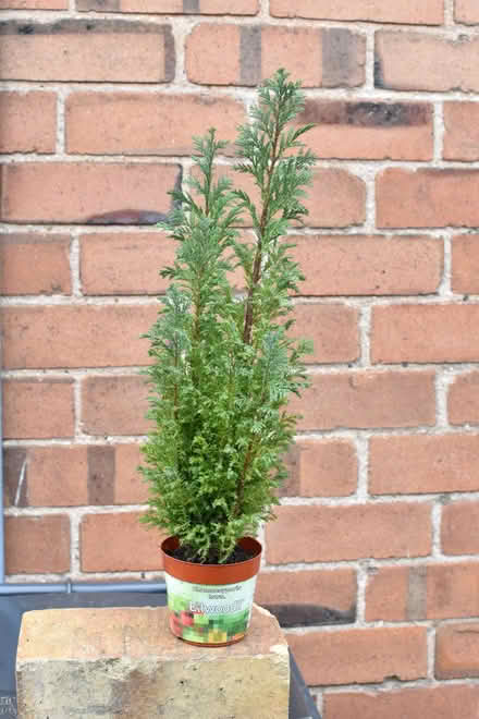 Photo of free Lawsons Cyprus (Knighton LD7) #1