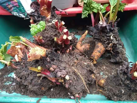 Photo of free Rhubarb crowns (Woodston) #1