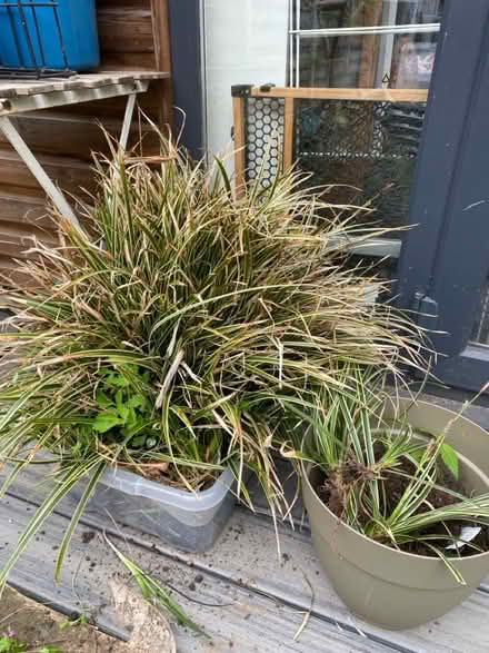 Photo of free Garden plant (Enfield EN2) #1