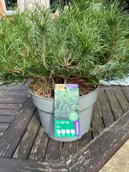 Photo of free Pine. Pinus pumilo (Newton CO10) #1