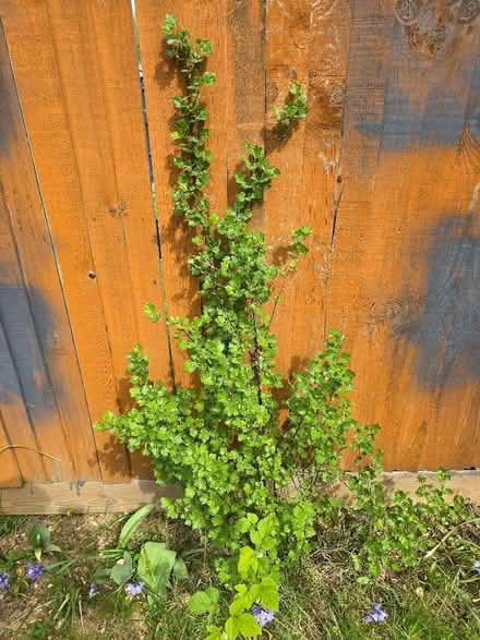 Photo of free Gooseberry plant (Panshanger AL7) #1