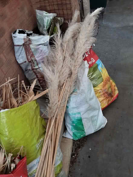 Photo of free Pampas Grass Plumes in Whitchurch (Stockwood Ward BS14) #1