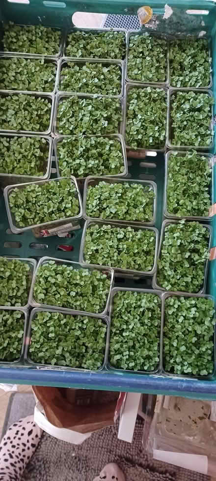 Photo of free Watercress (B63 halesowen) #1
