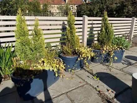 Photo of free 3 bridge planters (Balgreen EH12) #1