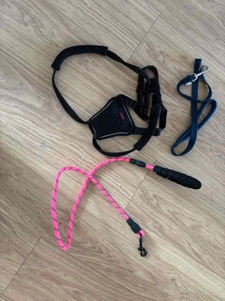 Photo of free Dog harness and leads (Gracemount EH16) #1