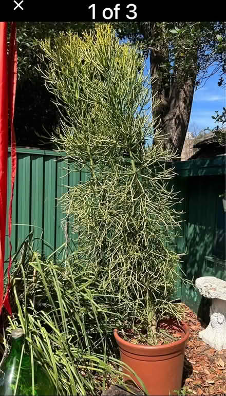 Photo of free Fire Plant - large (Ashfield) #1