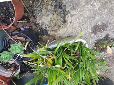 Photo of free Small ornamental grasses outdoor (Tilehurst RG31) #1
