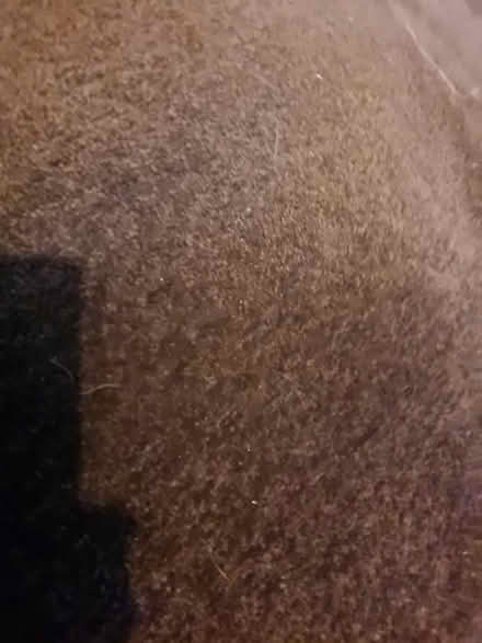 Photo of free Brown carpet (Penistone S36) #2