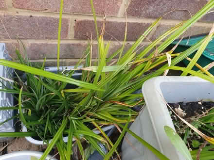 Photo of free Small ornamental grasses outdoor (Tilehurst RG31) #2