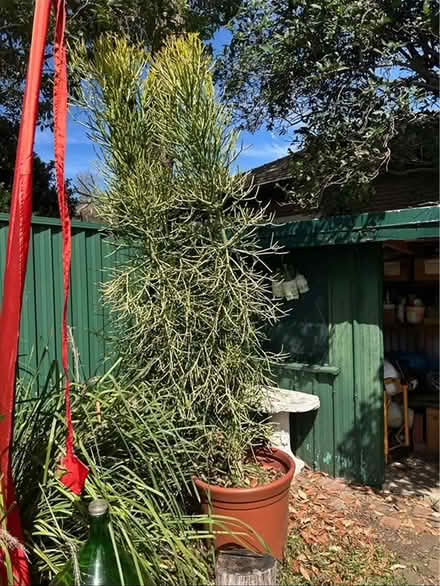 Photo of free Fire Plant - large (Ashfield) #2