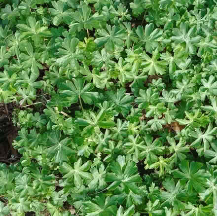 Photo of free Pelargonium plants (outdoor) (AB22) #1