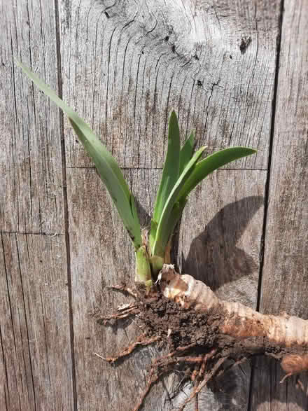 Photo of free Iris plant (Center and Bathurst (Vaughan)) #1