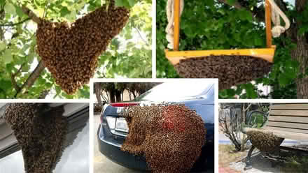 Photo of Swarms of honey bees (Horsham) #1