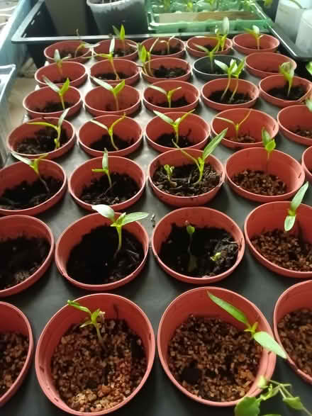 Photo of free sweet pepper seedlings (Northop Hall CH7) #1