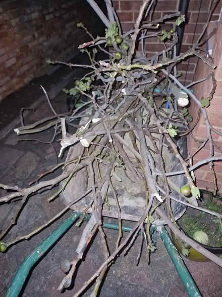 Photo of free Fig tree cuttings. (Queens Park MK40) #2