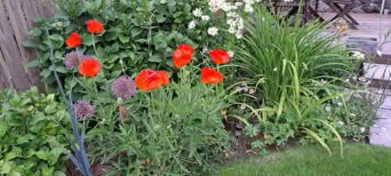 Photo of free White daisy plant (Presteigne LD8) #1