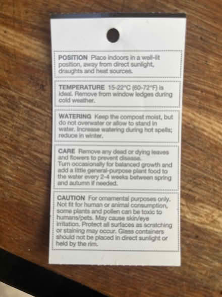 Photo of free Pineapple Houseplant (Littlemore OX4 4) #2