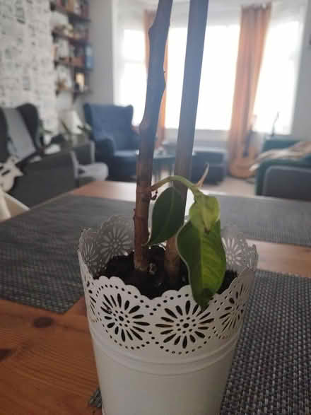 Photo of free Plant to save (Dunstable) #1
