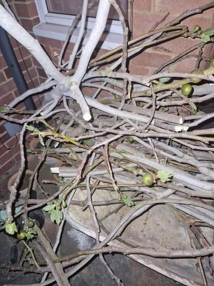 Photo of free Fig tree cuttings. (Queens Park MK40) #1