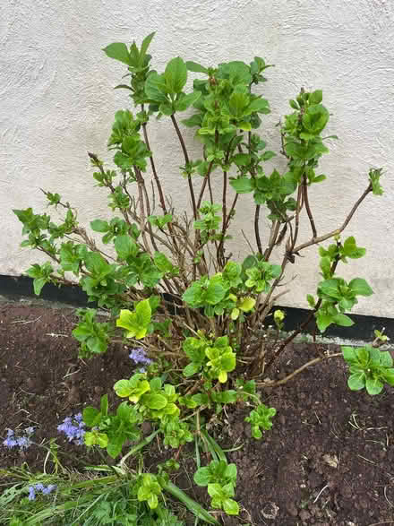 Photo of free Hydrangea (Midsomer Norton) #1
