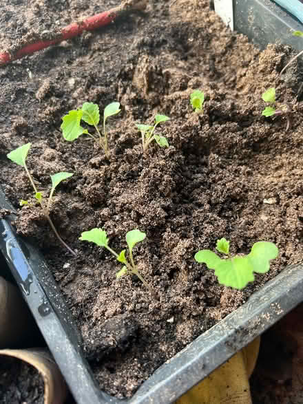 Photo of free 9 Kalettes seedlings (TN37 near Asda) #1