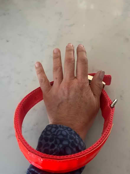 Photo of free Dog collar (Acton, MA) #2