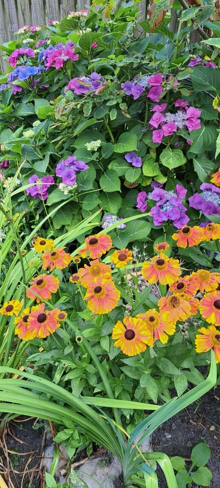 Photo of free Heleniums (Presteigne LD8) #2