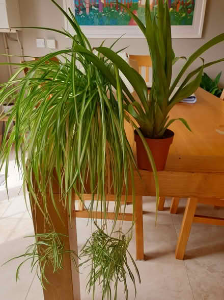 Photo of free House plants (TN38) #1