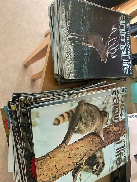 Photo of free Wildlife Magazines (Main Street Blanchardstown) #1