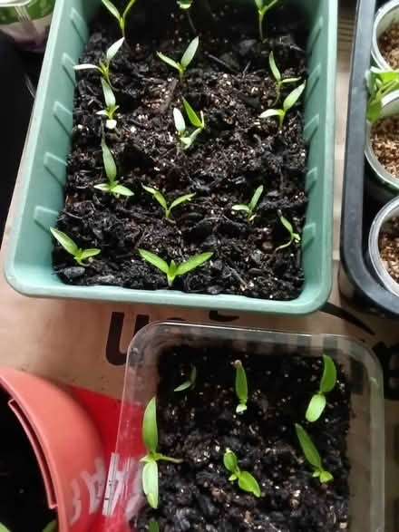 Photo of free sweet pepper seedlings (Northop Hall CH7) #2