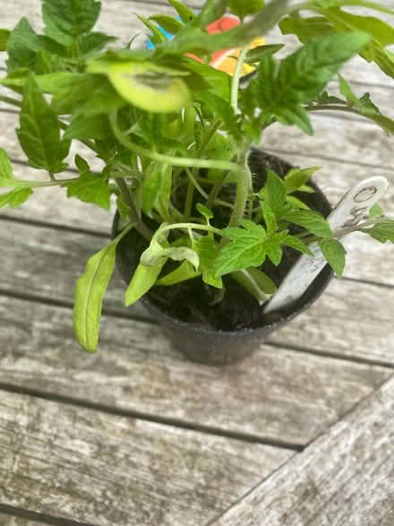 Photo of free Tomato seedlings (Upper Norwood SE19) #1