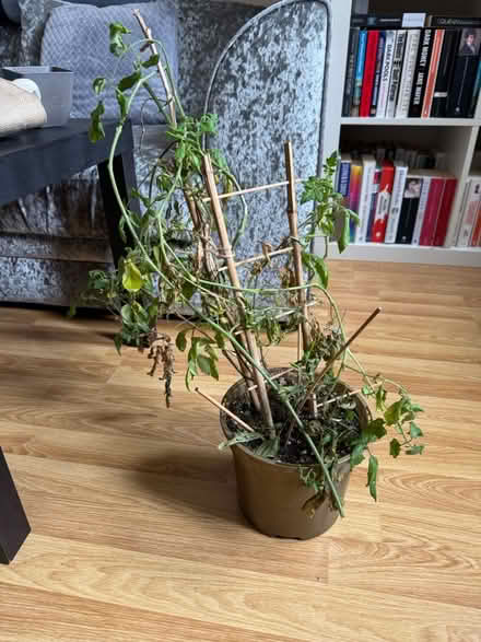 Photo of free Tomatoes plant 🍅 (Pudding Mill Lane E15) #1