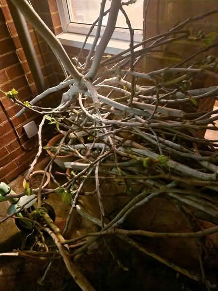 Photo of free Fig tree cuttings. (Queens Park MK40) #3