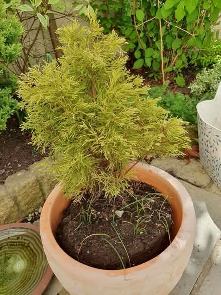 Photo of free Small conifer (Cheltenham GL53) #1