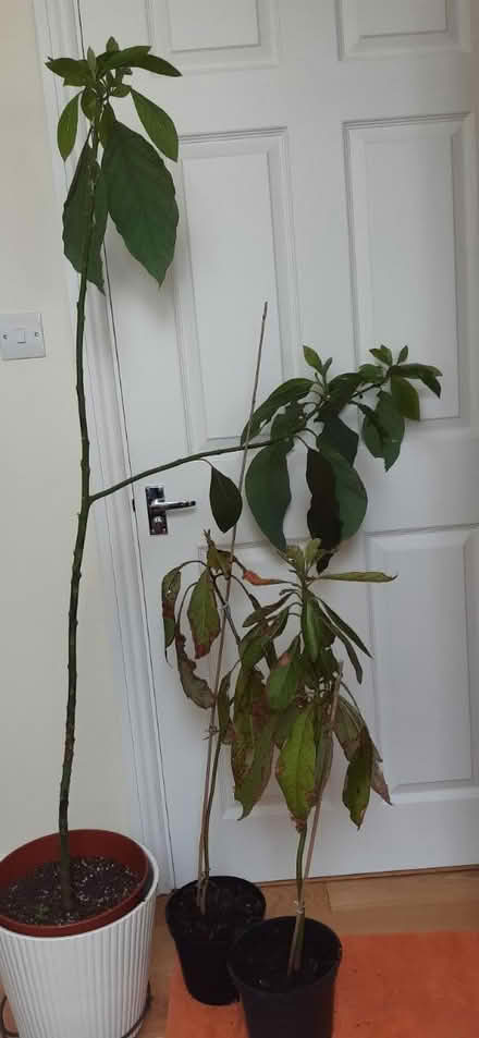 Photo of free Avocado plants (Old Town BN20.) #1