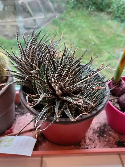 Photo of free Houseplant - aloe vera (Halstead) #1