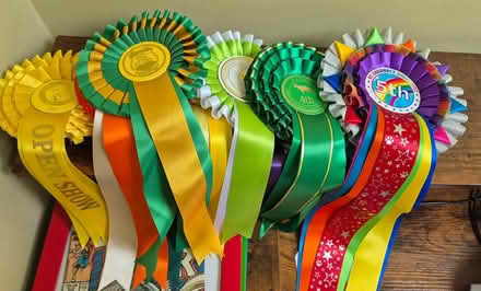 Photo of free Bag of mixed rosettes (Cheltenham) #2