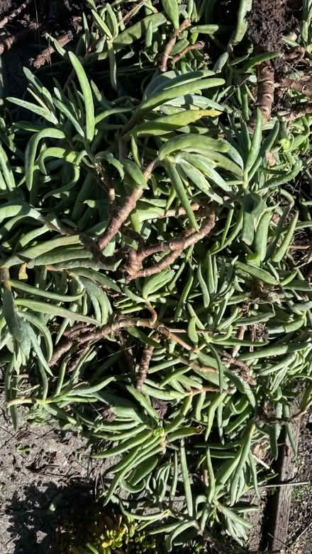 Photo of free Succulents (Fruitvale and 580) #3