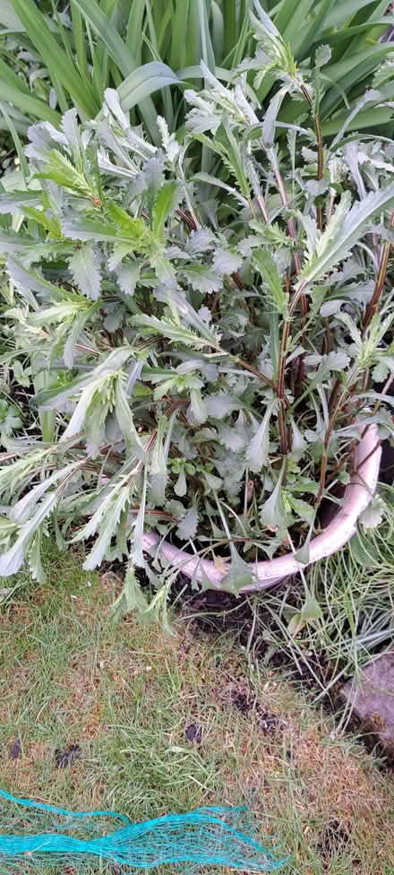 Photo of free White daisy plant (Presteigne LD8) #2